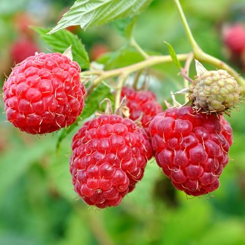 Autunno di lamponi Chef Rubus idaeus Coltiva il tuo frutto nel giardino in vaso