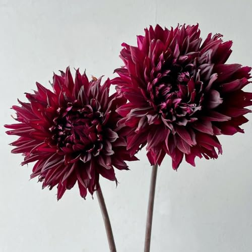 5bulbos de dalia de jardín perennes resistentes tubérculos y de dalia de interior, ramo de balcón, decoración de jardín exterior