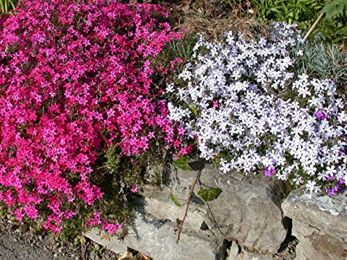 Phlox subulata 'Temiskaming' ca. 9x9 cm Topf - Polsterphlox, leuchtend rote Blüten, Blütezeit April-Mai, ideal für Steingärten, winterhart und pflegeleicht