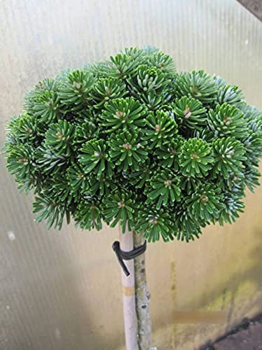 Abies koreana Wellenseind - Koreatanne Wellenseind