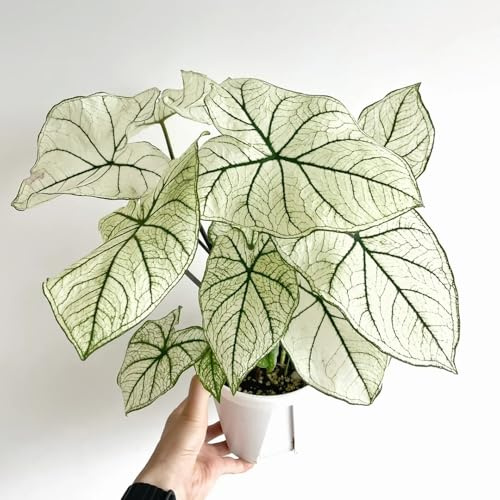 25 piezas Semillas de Caladio, Semillas de Alocasia. jardín plantas flores jardín planta de caladio plantas reales semillas organicas Semillas de plantas exóticas de regalo de jardín.