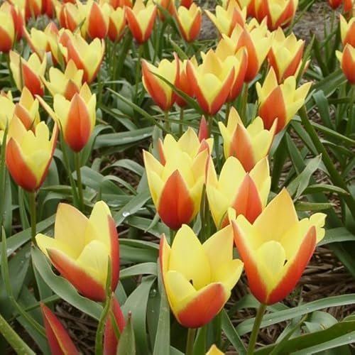 Natural Bulbs – Tulipa Clusiana Taco 50 ST - BIO - Blumenzwiebeln winterhart mehrjährig aus Holland – Perfekt für Bienen - Tulpenzwiebeln - Frühblüher Frühlingsblumen