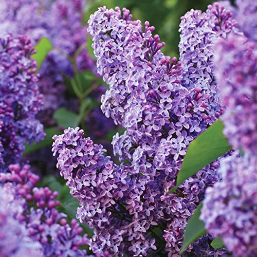 Garden State Bulb Common Purple Lilac Shrub, Bare Root, Spring Planting (Bag of 2)