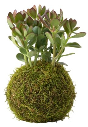 DECOALIVE Kokedama Planta de Jade Viva Interior