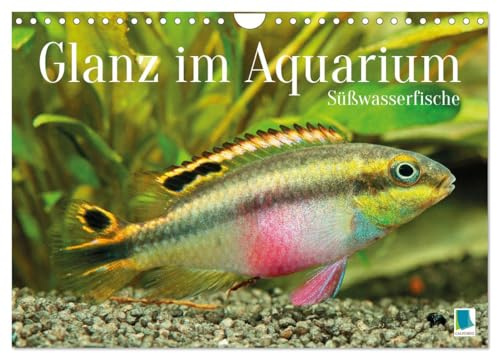 Glanz im Aquarium: Süßwasserfische (Wandkalender 2026 DIN A4 quer), CALVENDO Monatskalender: Schönheiten im Aquarium - Süßwasserfische: Königscichlide, Diskusfisch und Zebrabärbling (CALVENDO Tiere)