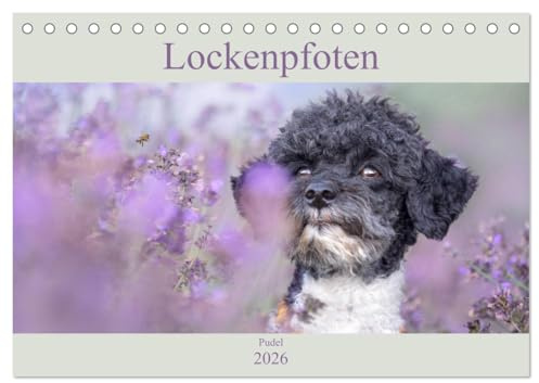 Lockenpfoten 2026 (Tischkalender 2026 DIN A5 quer), CALVENDO Monatskalender: Wunderschöne Pudelfotos begleiten Hundefans durch das Jahr 2020 (CALVENDO Tiere)