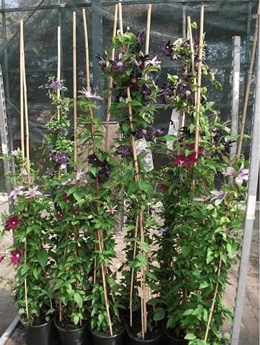 Clematis Hybride 'Madame Baron Veillard' 100–150 cm – Winterhart & Mehrjährig – Waldrebe – Kletterpflanze für Pergola & Rankhilfe