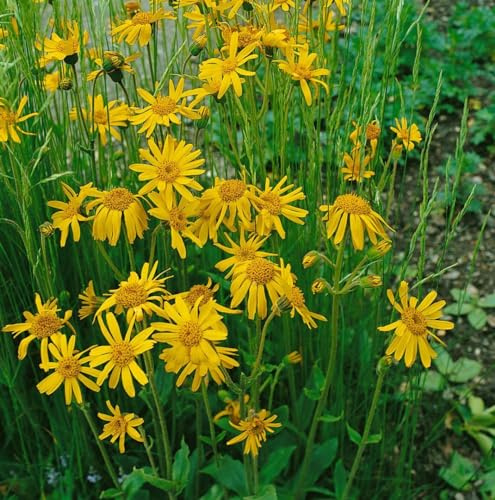 Arnica chamissonis 9x9 cm Topf – Winterhart, Mehrjährig, Pflegeleicht – Amerikanische Arnika – Staude für Beet & Naturgarten