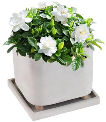 Générique Blumentopf auf Füßen – praktischer Blumenkasten mit Füßen, kreativer | moderner Pflanztopf mit Drainage-Tablett, eleganter Outdoor-Behälter für die Planta