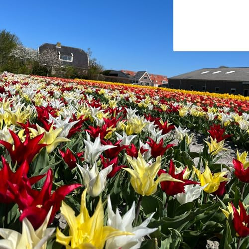 Bulbi di tulipano 'Tres Chic Mix' | 20 Pezzi | Tulipani rossi, gialli e bianchi - 30-50cm - Ø5cm - bulbo di fiore - Pianta da giardino