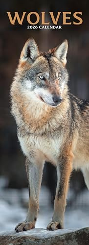 Wolves Slim 2026 Calendar | Slimline Wall Calendar | Animal Gift | Plastic Free Packaging | by Avonside Publishing
