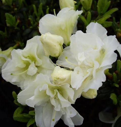 Japanische Azalee Rhododendron obtusum 'Schneeperle' 25-30 cm Alpenrose weiß
