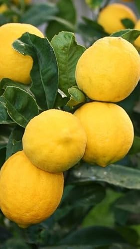 Pianta di Limone Femminello Carrubaro in Fitocella - Agrume Produttivo
