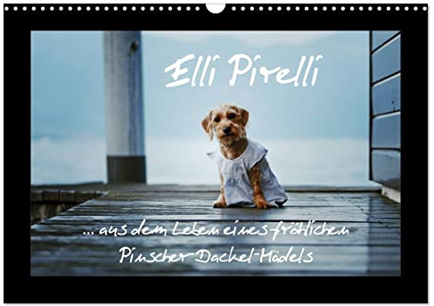 Elli Pirelli... aus dem Leben eines fröhlichen Pinscher-Dackel-Mädels (Wandkalender 2026 DIN A3 quer), CALVENDO Monatskalender (CALVENDO Tiere)