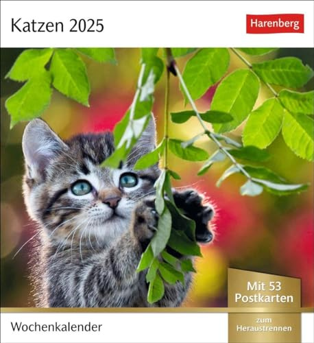 Calendrier 2025 de cartes postales avec chats - Calendrier hebdomadaire avec 53 cartes postales : chaque semaine un joli chaton dans le calendrier photo de cartes postales. Calendrier de table pour