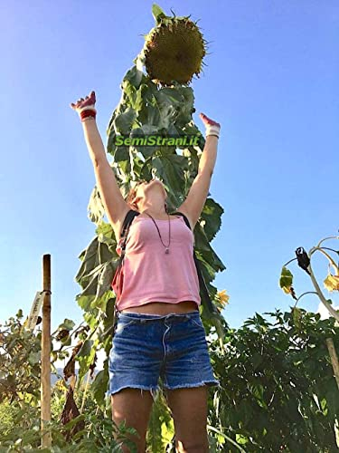 TOURNESOL GÉANT 50 GRAINES, UN MUR DE FLEURS HAUTE 5 METRES + Guide de Culture