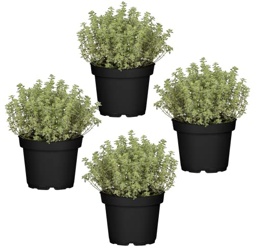 Cuatro Plantas de Tomillo - Plantas Premium DECOALIVE - Hierbas Naturales para Huerto Urbano - Plantas Aromáticas