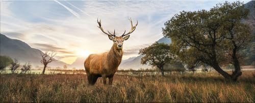 artissimo Glasbild 125x50 cm Bild Hirsch Natur AG5418A – modernes Panorama Bild aus Glas, großes Wandbild XXL Querformat, Wanddeko Wohnzimmer Tiere Landschaft warm