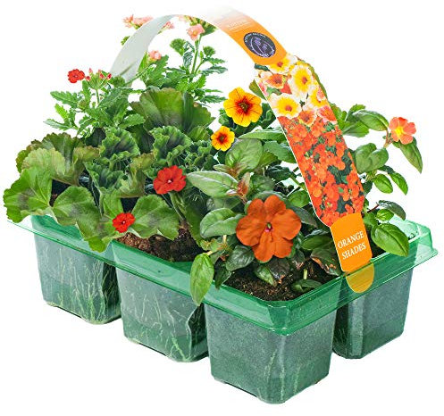 Orange Shades | Mix of Hanging Basket Plants for Borders Pots Containers | (6 Pack)