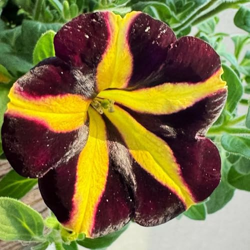 semi di petunia appesi Balcone, resistenti di petunia resistenti per il giardino, balcone 300pcs