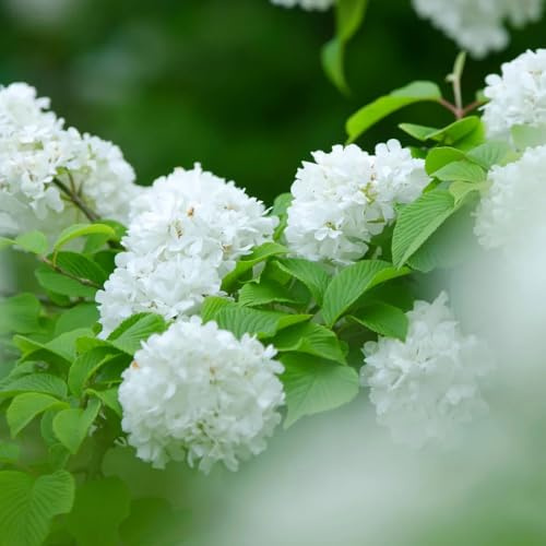 semi di palla di neve, ombra palla di neve invernale decorativi resistenti al balcone resistenti all'esterno 150pcs