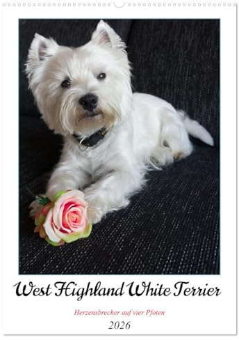 West Highland White Terrier - Herzensbrecher auf vier Pfoten (Wandkalender 2026 DIN A2 hoch), CALVENDO Monatskalender: Der Westie - kleiner Hund mit großem Herz (CALVENDO Tiere)