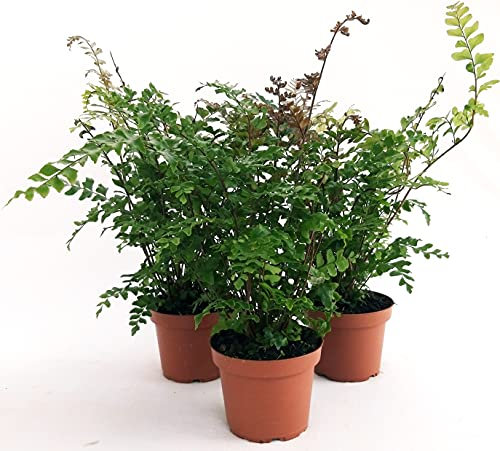 POWERS TO FLOWERS - FELCE DA ESTERNO, DIDYMOCHLAENA TRUNCATULA, F, 3 PIANTE, VASO 13CM, piante vere