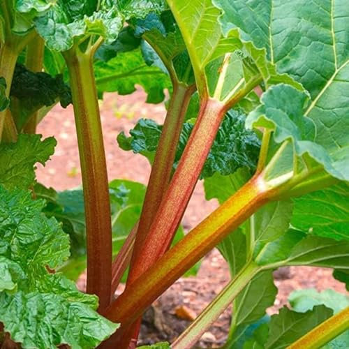 Carbeth Plants - Fruit Plants - Grow Your Own Fruit Garden - 2 x Rhubarb Crown Plants