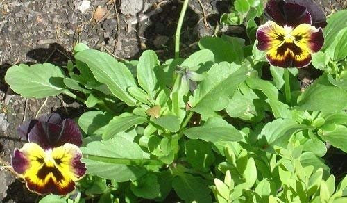 50 Semi Viole del pensiero Joker oro Viola Viola del pensiero Semi