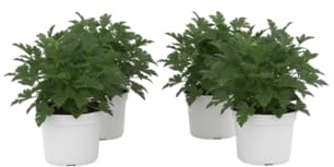 Pack Patio Aromático – Cuatro Geranios Antimosquitos Naturales en Maceta | DECOALIVE Plantas de Exterior Decorativas