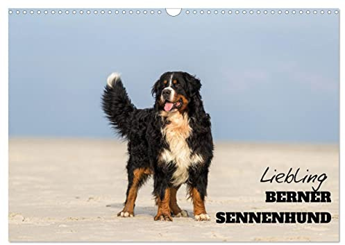 CALVENDO - Liebling BERNER SENNENHUND (Wandkalender 2027 DIN A3 quer), Monatskalender: Ihre Schönheit und Gutmütigkeit macht die Schweizer Sennenhunde so beliebt