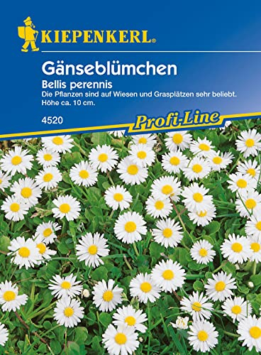 Kiepenkerl Profi-Line Gänseblümchensamen 4520 • Beliebte Wildblume • Wuchshöhe ca. 10 cm • Gänseblümchen Pflanzen • Bienenwiese • Blumensamen für Blumenwiese