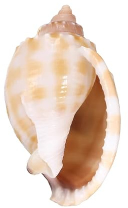 Coquilles de mer Coquilles de mer mixtes, Coquillages for l'artisanat 7-8 cm Grand coquillage de conque Coquillage de mer Conque for aquarium Décoration de maison de poisson Ornements de table de mais