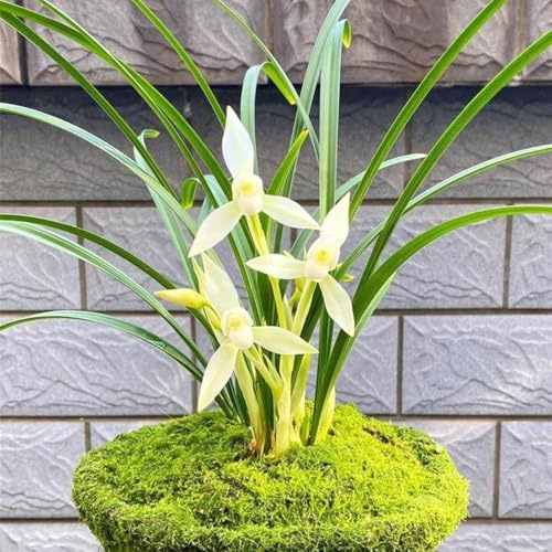 semillas de orquideas raras - resistentes jardín rocas balcón 100pcs