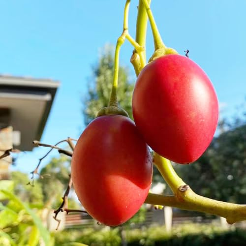 semillas de tomate de árbol tamarillo, perennes resistentes columnares, jardín, decorativas orgánicas 150pcs