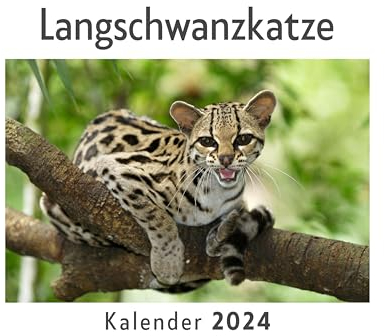Langschwanzkatze (Wandkalender 2024, Kalender DIN A4 quer, Monatskalender im Querformat mit Kalendarium, Das perfekte Geschenk)