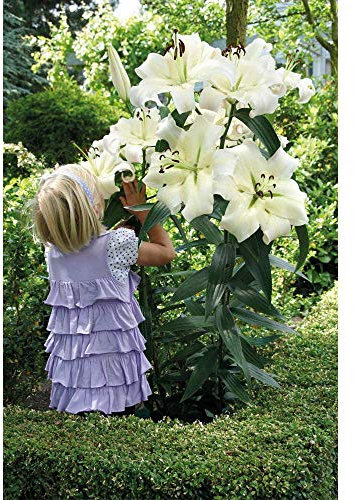 Lily Pretty Woman Tree Bulbs Giant Outdoor Plants for Gardens, Yield Large White Oriental Scented Flowers with Beautiful Fragrance, Summer Flowering, 5 x Bulbs by Thompson & Morgan