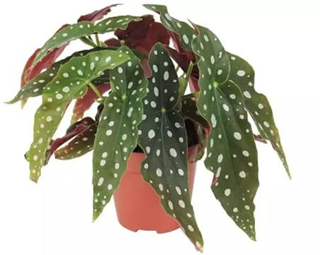 DECOALIVE Begonia Maculata Wightii Planta Natural para Decorar el Hogar
