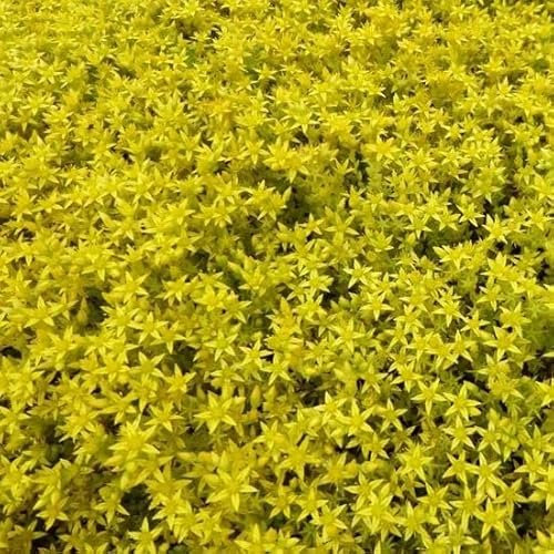6x Orpin âcre – Sedum acre – Godet 9x9cm | Très rustique, fleurs jaunes