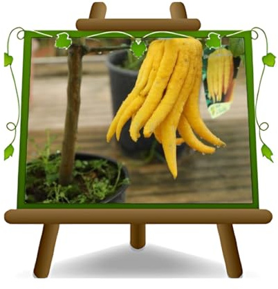 EURO PLANTS VIVAI Agrumes Cèdre Citrus Medica Main de Bouddha Plante à Partir De Fruit Sur pot 20/22- Arbre Max 60/80 cm