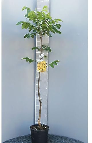 SAVINI VIVAI Chandler Planta de nogal Plantas frutales Árbol en maceta 22-24 cm 2-3 años Altura 130-150 cm