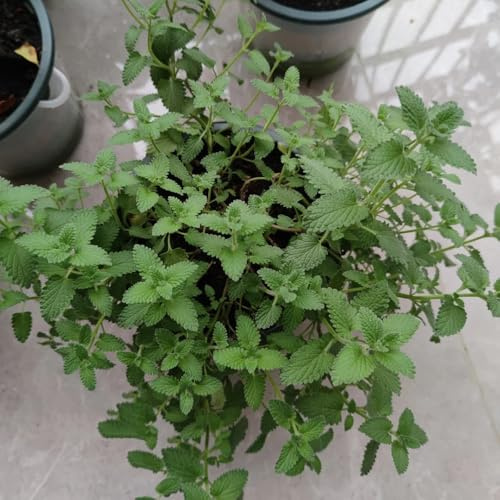 katzenminze kräuterpflanzen, indoor kräutergarten katzenminzesamen seltene, deko wohnzimmer heilkräuter 100pcs