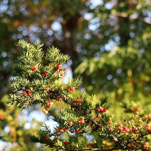 Eibe Taxus Baccata, baumsamen kaufen EibeSamen, kaufen winterharte für garten exotische alte sorten bio 50Samen
