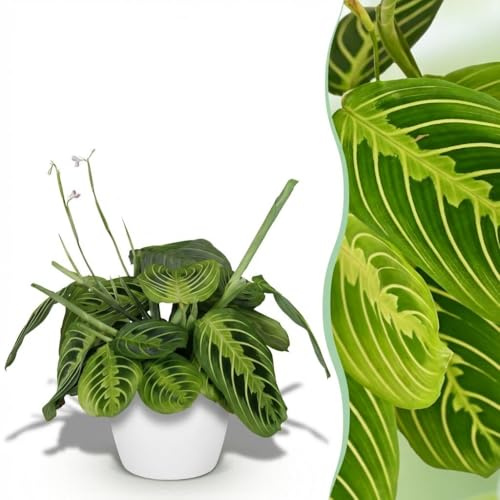 Green boutiQ - Plante d'intérieur - Maranta Fascinator Lemon Lime - Plante de prière - Plante conviviale pour les animaux - Vert - 1 Plante - avec Potter Blanc - Pot 12cm - Hauteur 25cm
