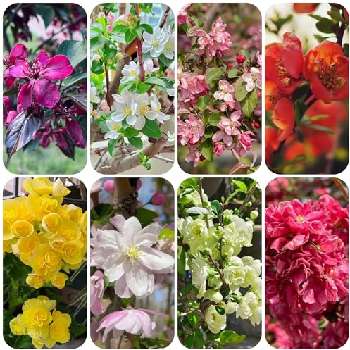 begonien, malus spectabilis, balkonpflanzen, zierblumen blumendeko herbst deko, steingartenpflanzen winterhart kletterpflanzen bio bodendecker 40samen