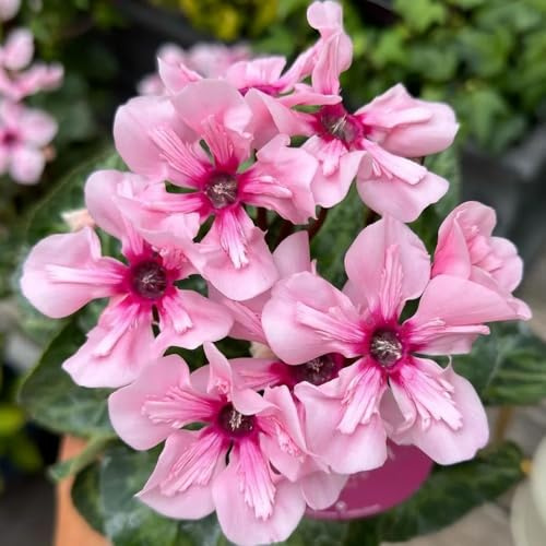 Semi di ciclamino, perenni decorazione floreale decorazione del soggiorno decorazione da giardino per esterni 600pcs