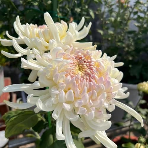 crisantemo - crisantemo de balcón originales de ornamentales Decoraciones otoñales un jardín resistente interior raras semillas 550semillas