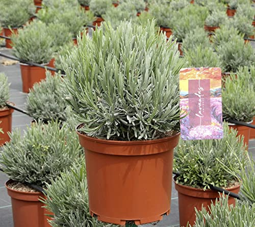 Lavandula Angustifolia Planta Mediterránea Natural Espliego Lavanda Común