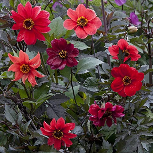 Dahlia Bishop Enfants Mélange De Graines De Fleurs De Dahlia Variabilis Fleurs Mélangées Colorées Jardin De La Maison