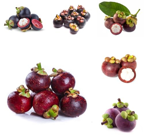 semi di mangostano, da Semi di mangostano, acquistarere da nani resistenti colonnari resistenti giardino roccioso esotiche 35pcs